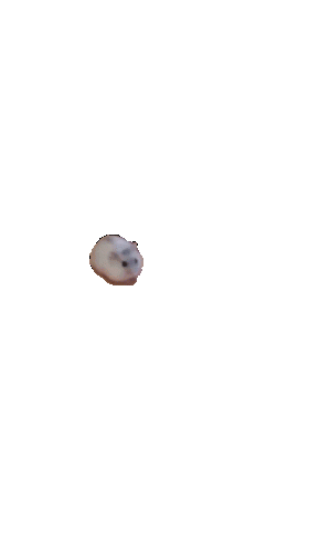 Funny Hamster TikTok Animated Sticker