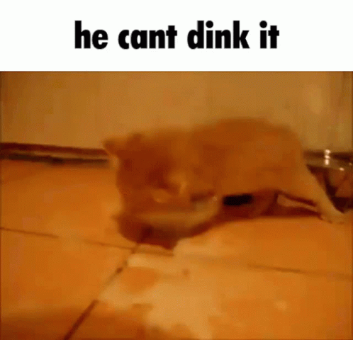 Bil0OElh0XAYsM2H4QAn.gif