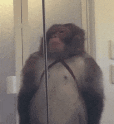 A monkey saluting in front of a glass door