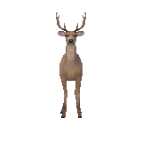 Deer Rotating Sticker