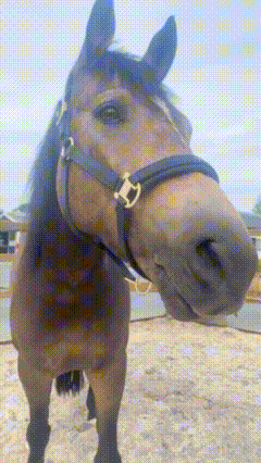 horse sticks its tongue out