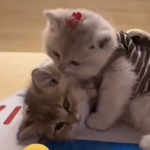 Sped-up-kiss-cute-cat-kitten-gif-6454201794369349769 Cat Kiss