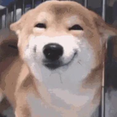 Smiling Dog Happy