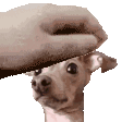 Sharonpat: Petting Sharon the Good Girl Dog