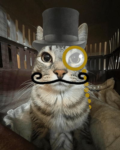 Cat Cat Meme Meme