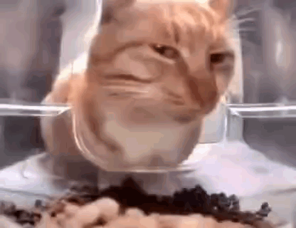 7uPy1W3o.gif