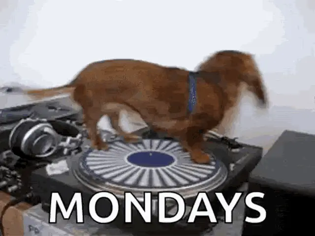 Dachshund Dog