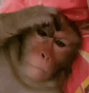 Annoyed Monkey