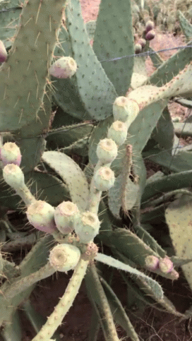 Llamas and Cactus in the Desert Landscape