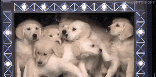 GIF