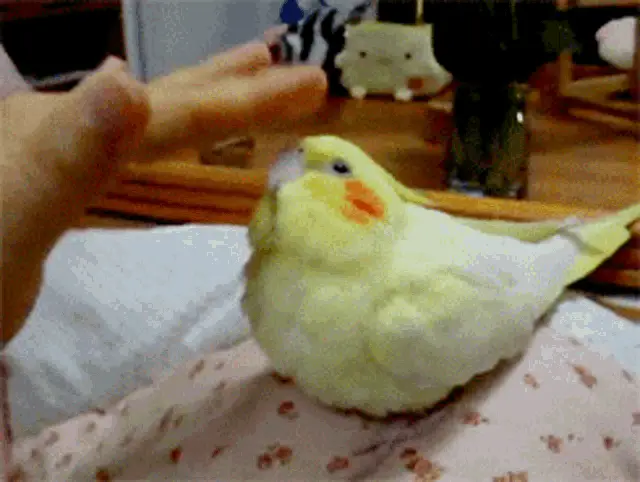 Birb Cute