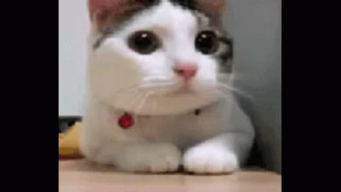 Cat Says No, Gets Rickrolled by Rick Astley