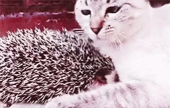 Cute Cat and Hedgehog Cuddle