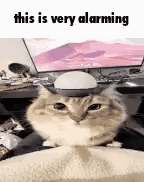 This Is Very Alarming Cat