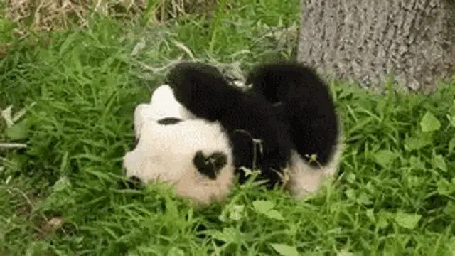 Rolling Panda