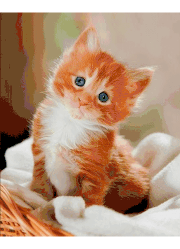 Adorable Kittens Compilation Sticker